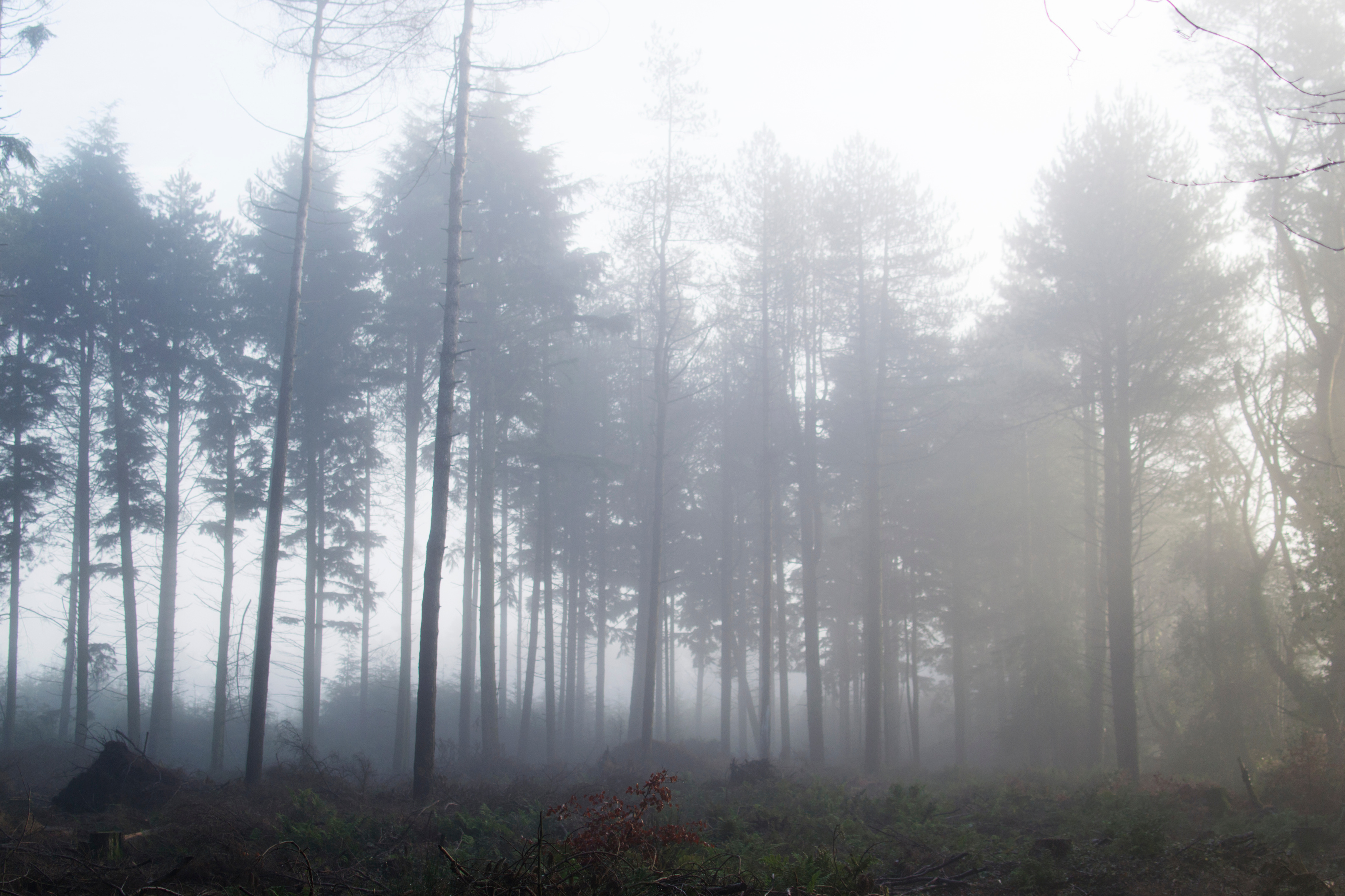 Misty pines